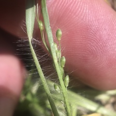 Dichanthelium depauperatum