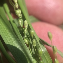 Dichanthelium depauperatum