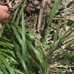 Dichanthelium depauperatum