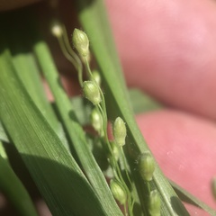 Dichanthelium depauperatum