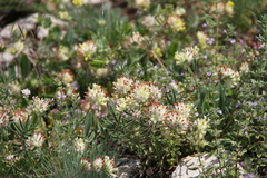 Anthyllis vulneraria boissieri