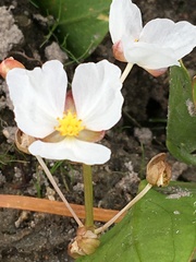 Sagittaria rigida