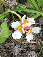 Sagittaria rigida
