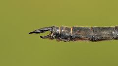 Somatochlora kennedyi