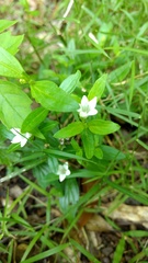 Spigelia texana