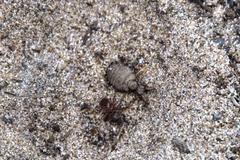 Myrmeleon formicarius