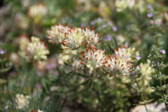 Anthyllis vulneraria boissieri