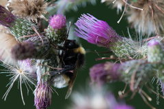 Bombus vestalis