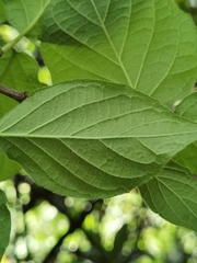 Viburnum stellato-tomentosum