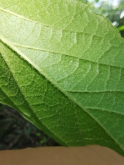 Viburnum stellato-tomentosum