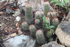 Mammillaria tonalensis