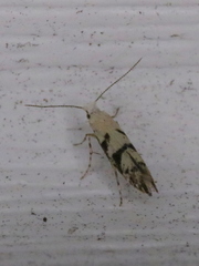 Argyresthia austerella