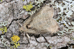 Olethreutes exoletum