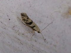 Argyresthia austerella