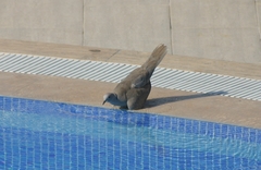 Streptopelia decaocto