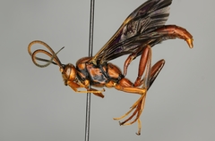 Compsocryptus purpuripennis