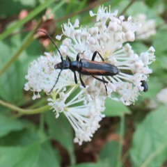 Strangalepta abbreviata