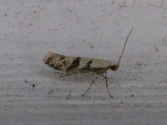 Argyresthia austerella