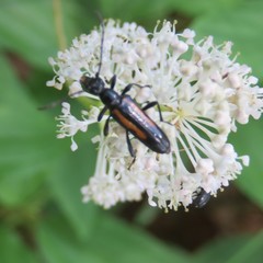 Strangalepta abbreviata