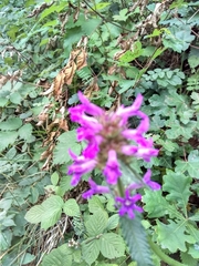 Betonica officinalis