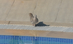 Streptopelia decaocto