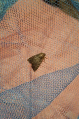 Apterogenum ypsillon