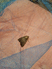 Apterogenum ypsillon