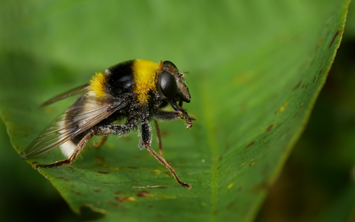 Sericomyia bombiformis