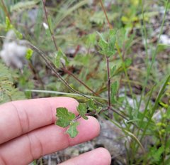 Melanthera parvifolia