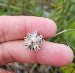 Melanthera parvifolia