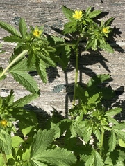 Potentilla intermedia