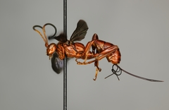 Compsocryptus purpuripennis