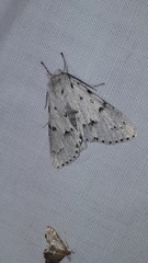 Acronicta vulpina