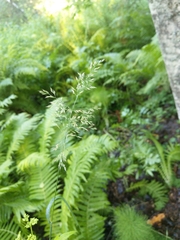 Calamagrostis purpurea