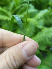 Calamagrostis purpurea