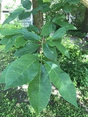 Nyssa sylvatica
