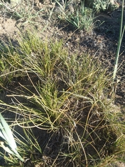 Carex filifolia