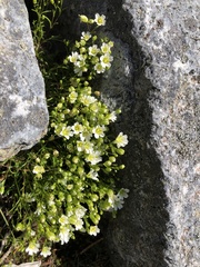 Mononeuria groenlandica
