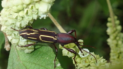 Nemorhinus myrmecophaga