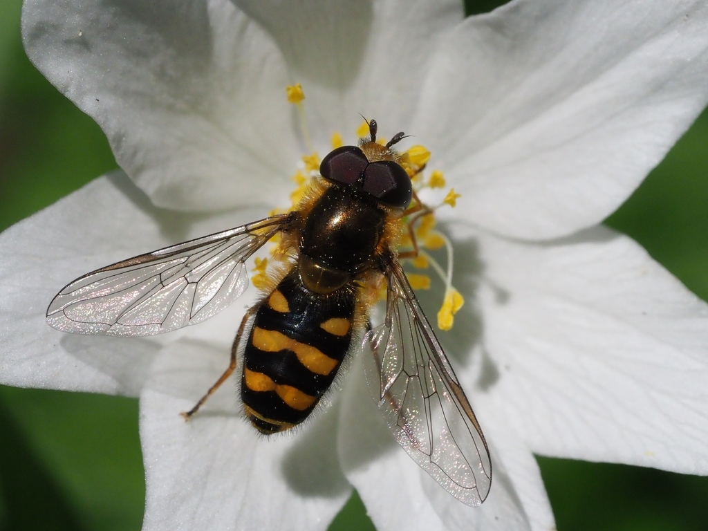 Eupeodes bucculatus