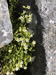Mononeuria groenlandica