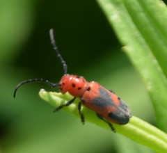 Tetraopes melanurus