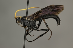 Ichneumon centrator