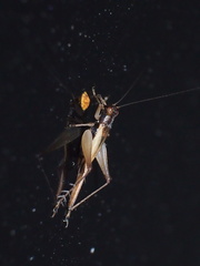 Trigonidiinae