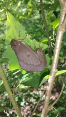 Citheronia sepulcralis