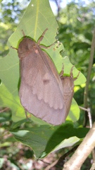 Citheronia sepulcralis