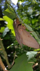 Citheronia sepulcralis