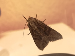 Apamea monoglypha