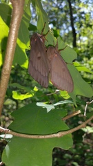 Citheronia sepulcralis