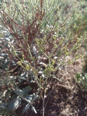 Eriogonum effusum